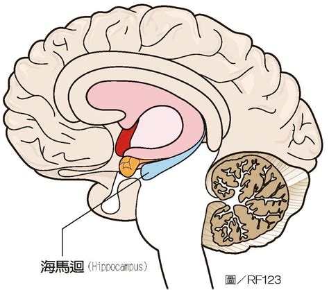 海馬迴作用|海馬體(大腦的一個組成部分):名字,解剖,記憶功能,記憶的鞏固,作用…